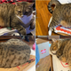 Four different images of a cat lying on different pizza boxes